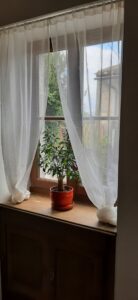 Window with plant